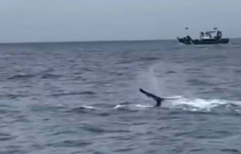 Avistada una ballena jorobada desde el puerto de Santoña (Cantabria)