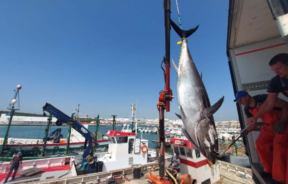 La almadraba de Barbate inicia su primera 'levantá' de atún rojo de la temporada