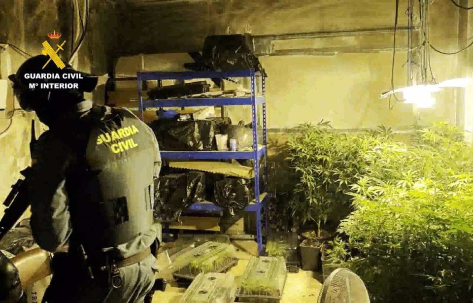 Guardia Civil realiza tres operaciones contra cultivo de marihuana e interviene más de 3.000 plantas