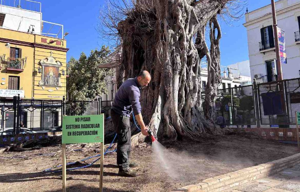 La plataforma del ficus señala su "leve hilo de vida" y pide conservarlo "vivo o muerto" como "icono" local