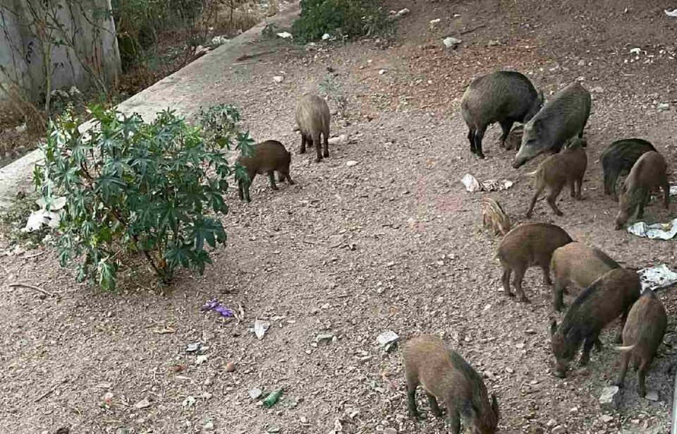 Piara de jabalíes en el río Guadalmedina