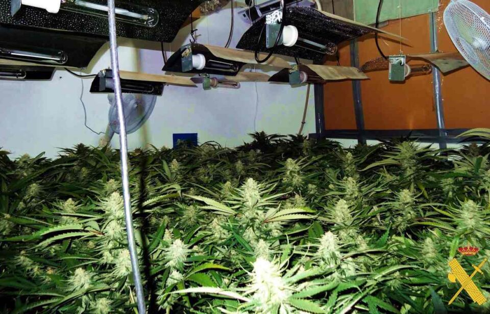 Dos detenidos tras desmantelar una cultivo con más de cien plantas de marihuana en Gérgal