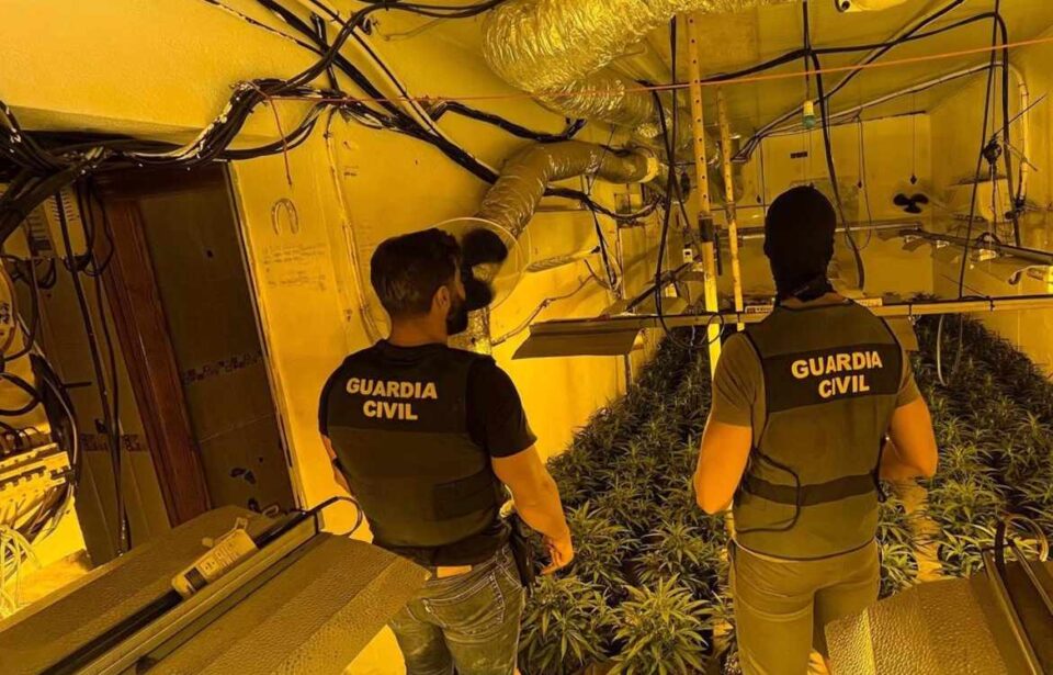 Detenido un hombre tras intervenir casi 1.200 plantas de marihuana en tres casas colindantes en Vícar